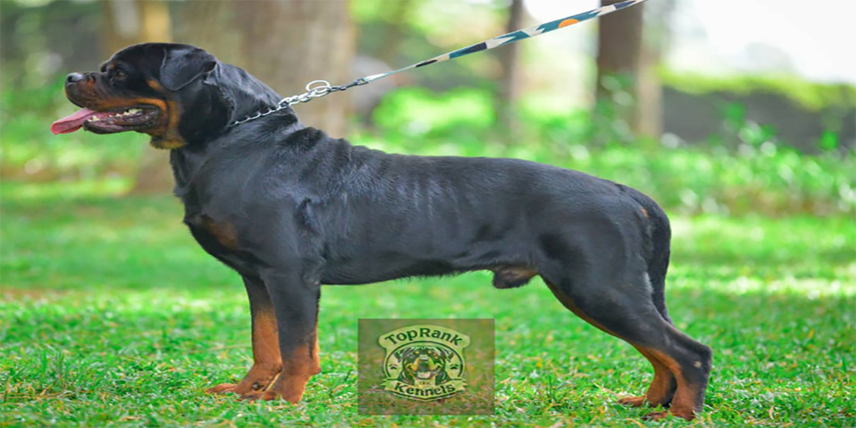 Hayabusa Rottweiler