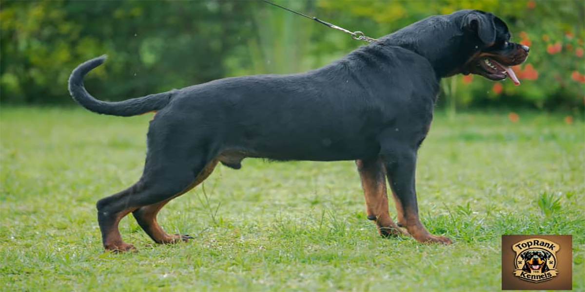 Hayabusa Rottweiler